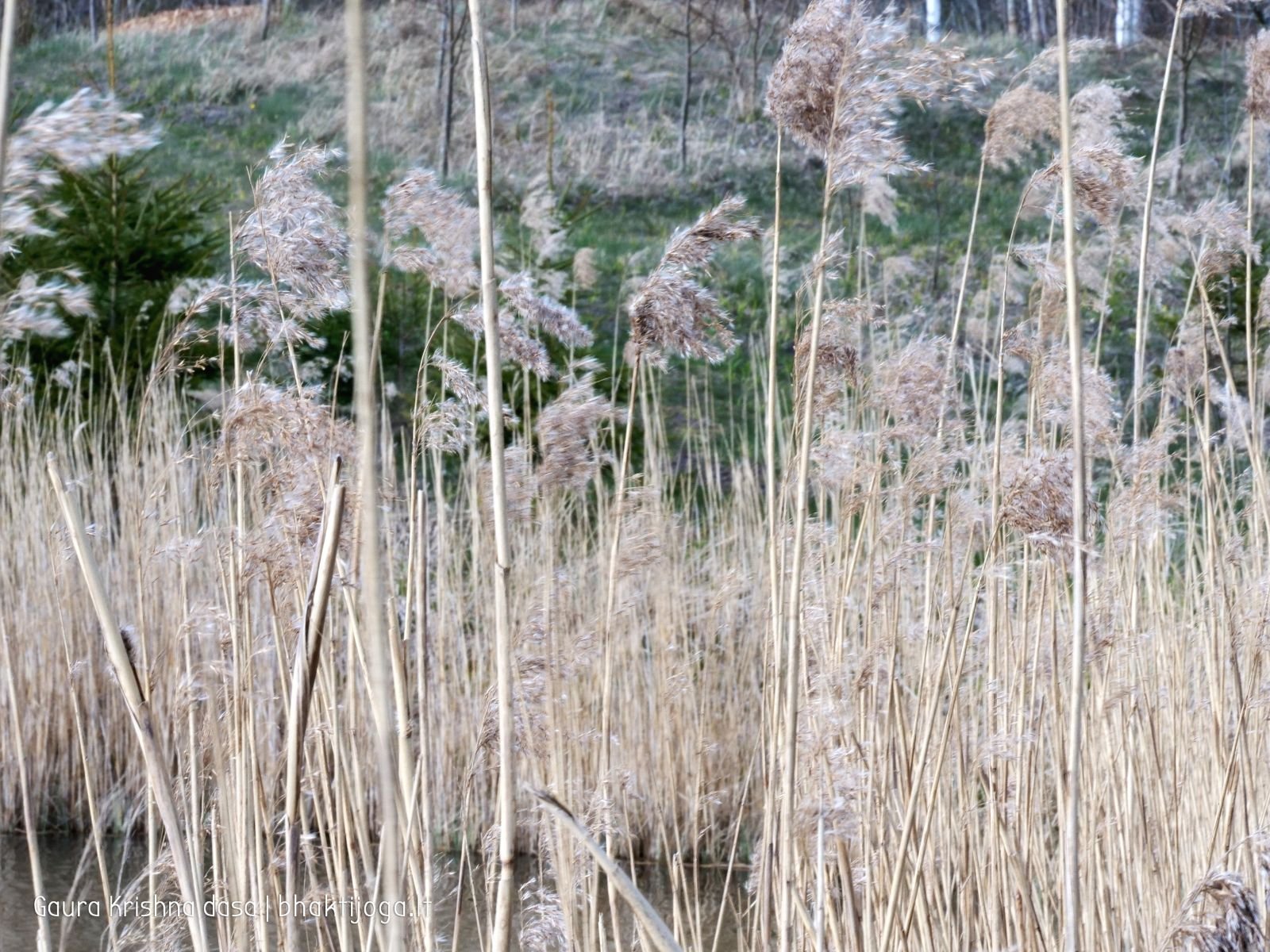 8 pavasari ismintinga gamta stiebiasi maksimaliai i virsu sakalu  kaimas 2020 04 19